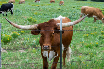 Fototapeta premium Young, brown Longhorn bull looking through fence