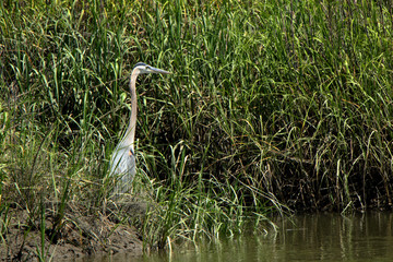 A great Blue heron hunting