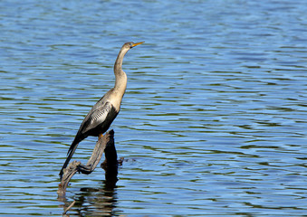 One anhinga sitting on a snag in a pond in the Harris Neck National Wildlife Refuge, Georgia