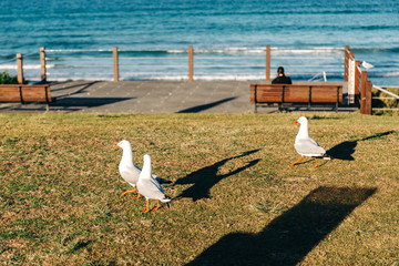 Obraz premium seagulls on the beach