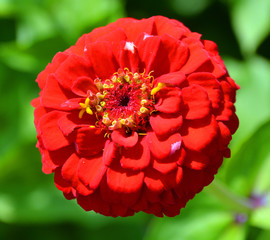 Dahlia is a genus of bushy, tuberous, perennial plants native to Mexico, Central America, and...
