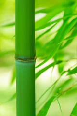 和のイメージ　竹