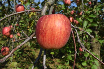 真っ赤に実ったリンゴ
