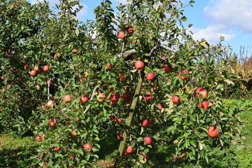 真っ赤に実ったリンゴ