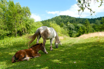 white mare with chestnut foliage in the mountains of a beautiful sunny day