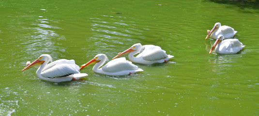 The American white pelican (Pelecanus erythrorhynchos) is a large aquatic soaring bird from the order Pelecaniformes