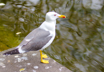 Seagull 