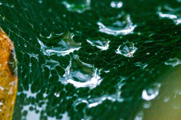 Macro de gotas d'água em teia de aranha