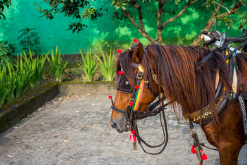 Horses head with decoration