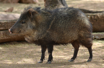 The collared peccary (Pecari tajacu) is a species of mammal in the family Tayassuidae found in...
