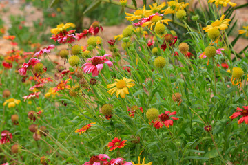 field of red flowers