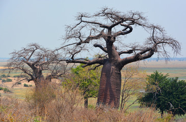 Baobab or boab, boaboa, bottle tree, upside-down tree, and monkey bread tree. Chobe National Park...