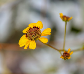 yellow flowers on a background