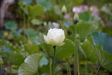 White flower blooming on the water