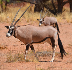 Gemsbock or gemsbuck (Oryx gazella) Namib-Naukluft National Park is a national park of Namibia ...