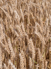 Golden wheat field ready to harvest