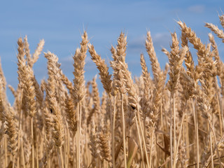 Golden wheat field ready to harvest
