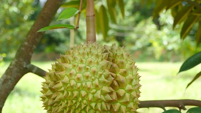 Durian tropical fruit  on durian tree plant in garden