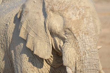View of an elephant covered in white mud (Etosha National Park) Namibia Africa. Etosha’s elephants number about 2500 and occur either in breeding herds numbering up to 50 