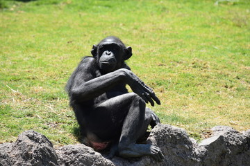 Chimpancé volteando