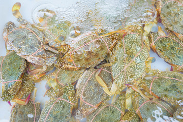 Crab fresh at street food market in thailand