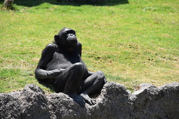 Chimpancé descansando