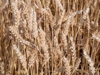 Obraz premium Golden wheat field ready to harvest