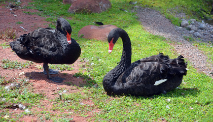 Black swan is a large waterbird, a species of swan which breeds mainly in Australia. A New Zealand...