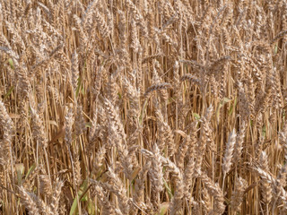 Golden wheat field ready to harvest