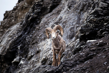 montain sheep standing on the rocks