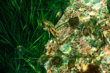 Diving and underwater photography, octopus under water in its natural habitat.