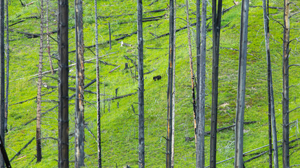 Fototapeta premium black bear in dead forest looking for food