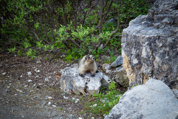 wild mountain marmot sitting on a rock