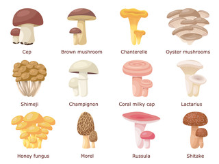 Set of a variety of different edible mushrooms