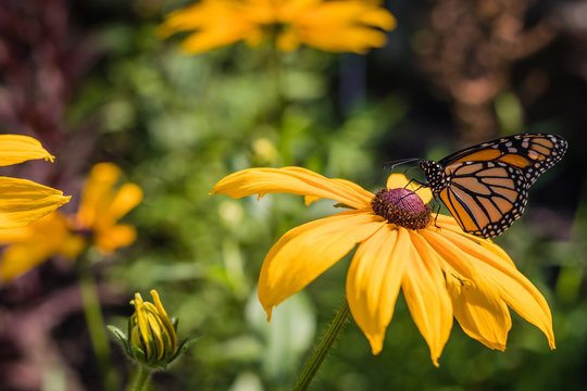 Monarch Butterfly, Danaus Plexppus, feeds on Black Eyed Susan, Rudbeckia hirta on a summer morning