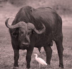 Birds cleaning a Buffalo at the Zambezi National Park is a national park located upstream from...