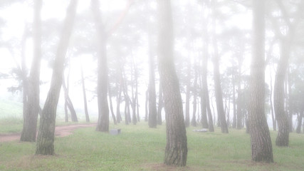 보성 웅치 소나무숲