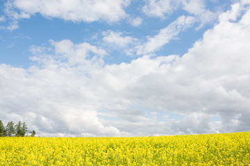満開のナノハナ畑