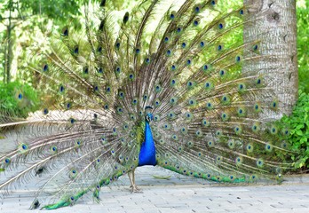 Obraz premium El pavo real se distingue por las hermosas plumas de colores brillantes.