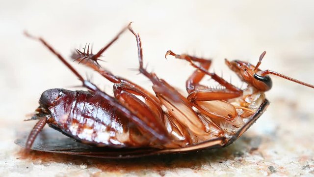 poisoned cockroach being bit by ants and struggling on the ground