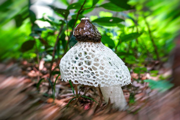 담양 죽림정사의 하얀망태버섯