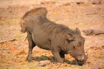 Warthog or Common Warthog (Phacochoerus africanus) is a wild member of the pig family that lives in...