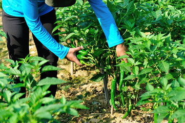 Farmer picking green pepper at vegetable garden