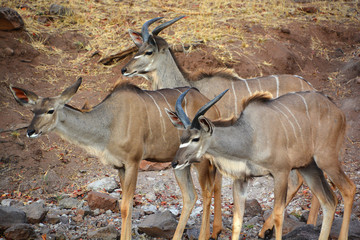 Lesser kudu is a forest antelope found in East Africa. It is placed in the genus Tragelaphus and...