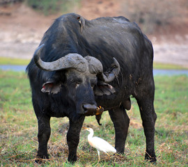 Birds cleaning a Buffalo at the Zambezi National Park is a national park located upstream from...