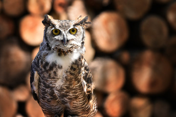 Great Horned Owl
