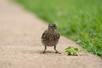 Eastern Bluebird