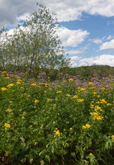Fields of gold and green in summer