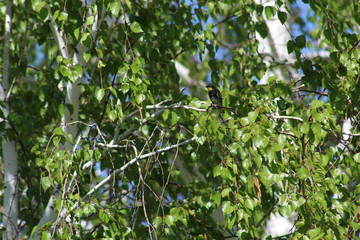 bird in the tree