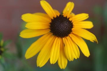 black eyed susan
